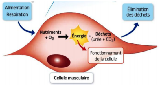 [4e]Chapitre 1 : la nutrition des organismes animaux \u22c6 \u03bb\u03cc\u03b3\u03bf\u03c2